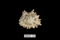 藏品(黑松螺)的圖片